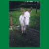009_Tag1_einEsel_Bunratty.jpg